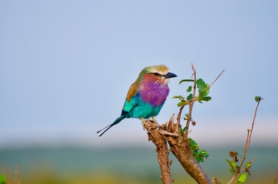 紫色,蓝色,棕色鸟栖息在树枝上
